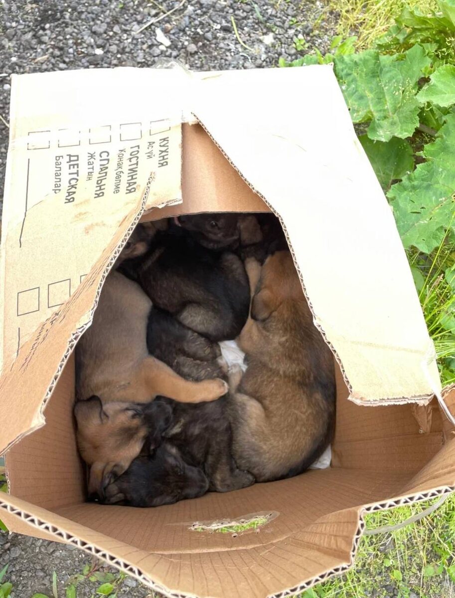 Руфус всем говорит, что он вылупился из коробки :)