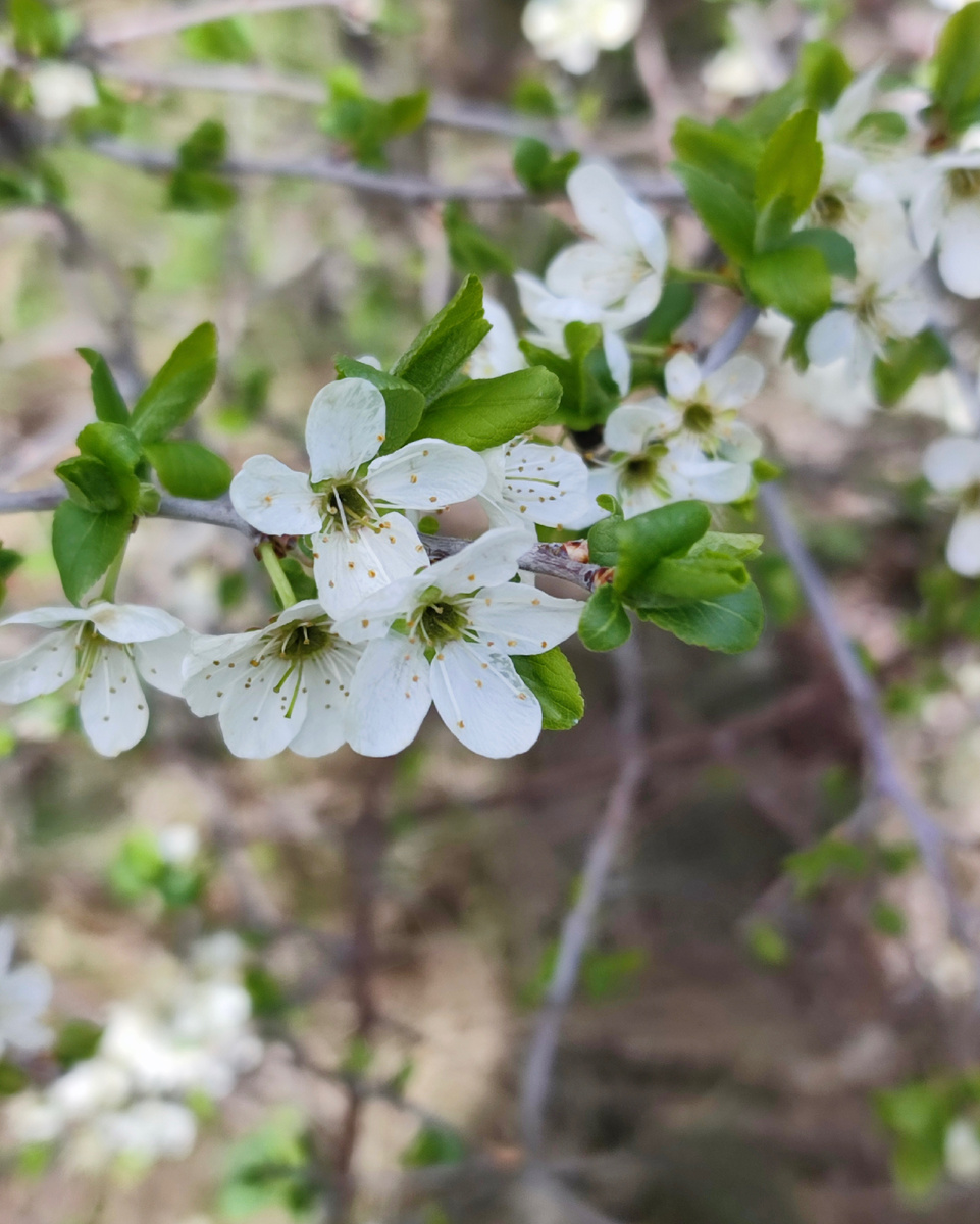 Слива колючая по горным склонам цветет, фото Сад в стиле Paradise @