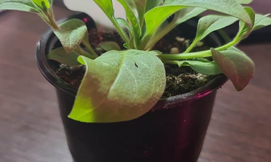 Всем ли петуниям нужна прищипка