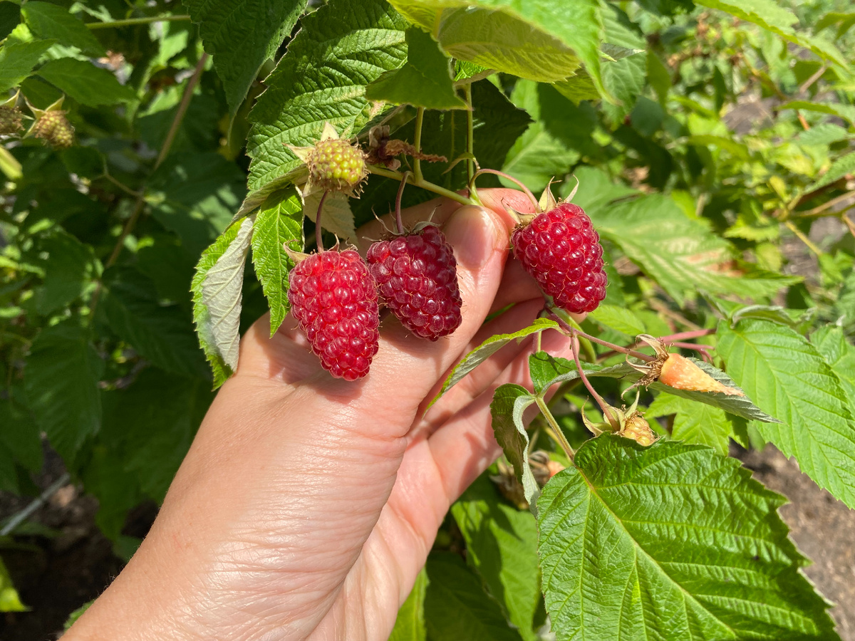 спеющая малина сорт"Рубиновое ожерелье"