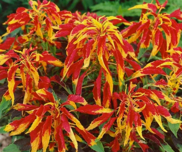 Амарант Половецкие пляски, тестируемый мной в сезоне 2025. Скрин автора с пакета с семенами