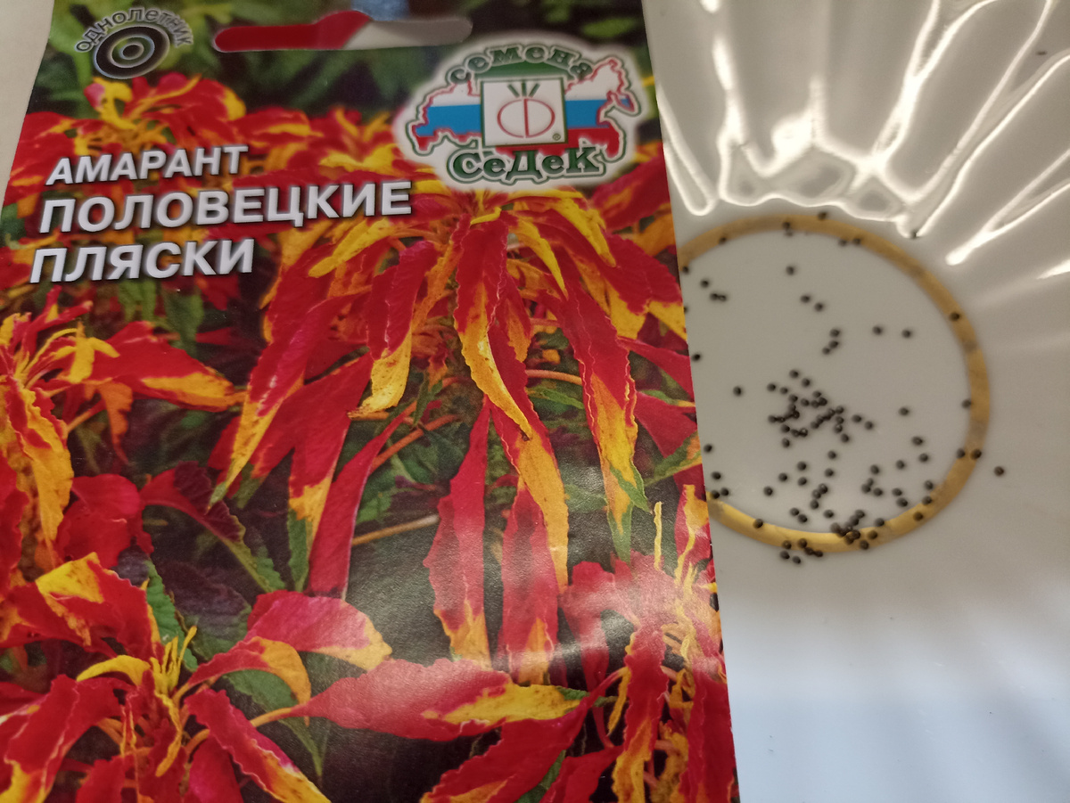 Семена амаранта Половецкие пляски. Фото автора