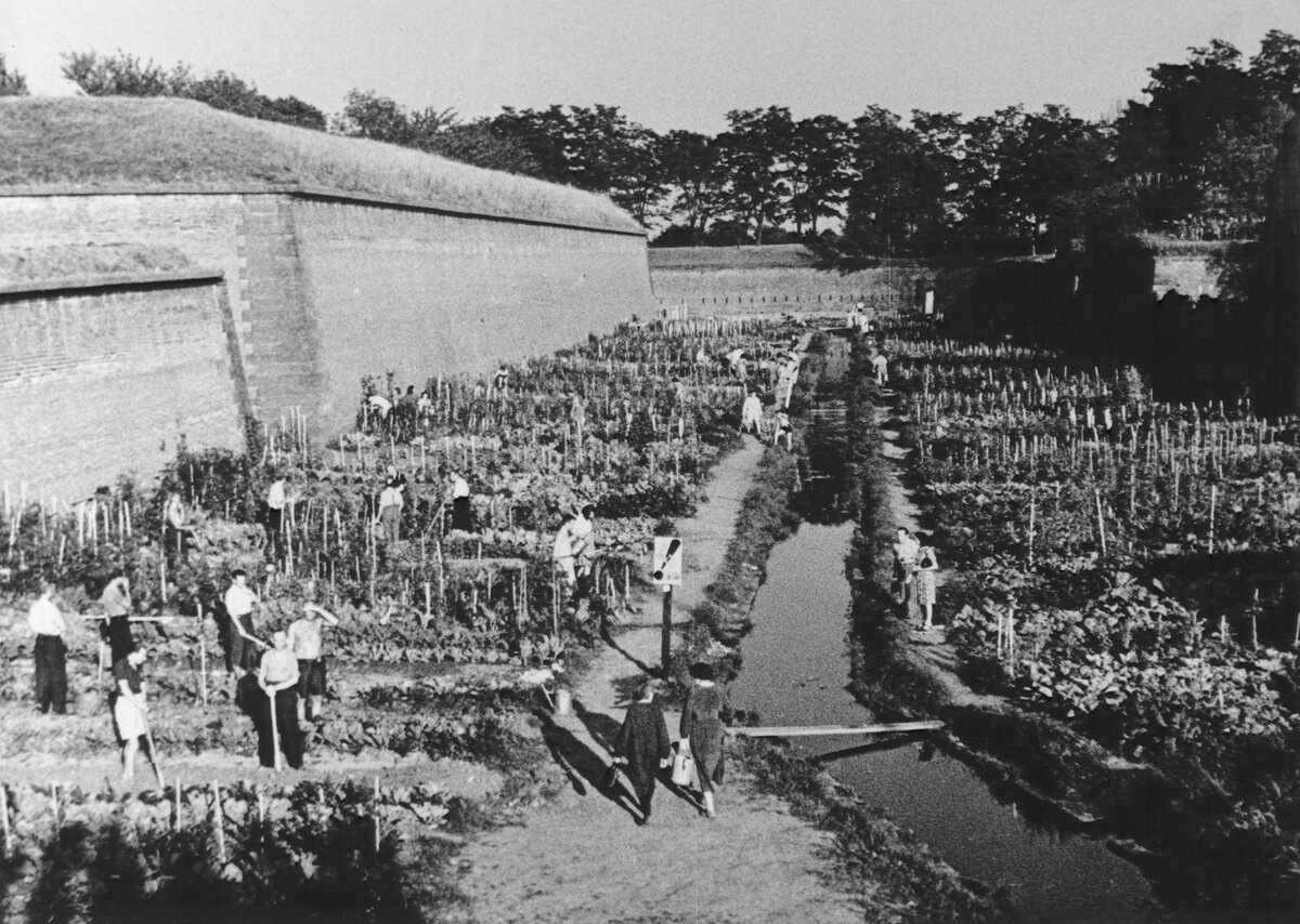 Посадка культурных растений в лагере Терезиенштадт. Фото: Викисклад / Общественное достояние.