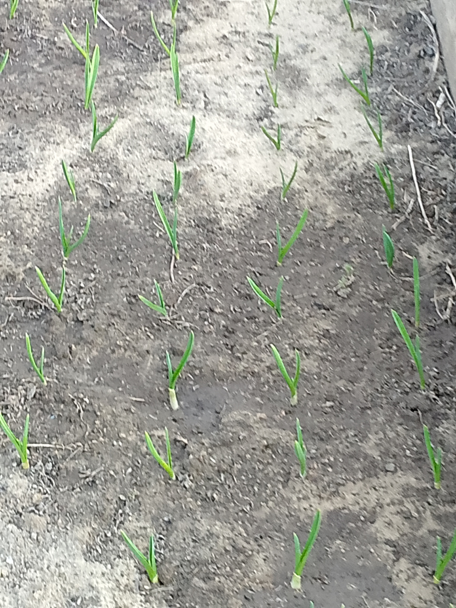 Чеснок весь пророс.