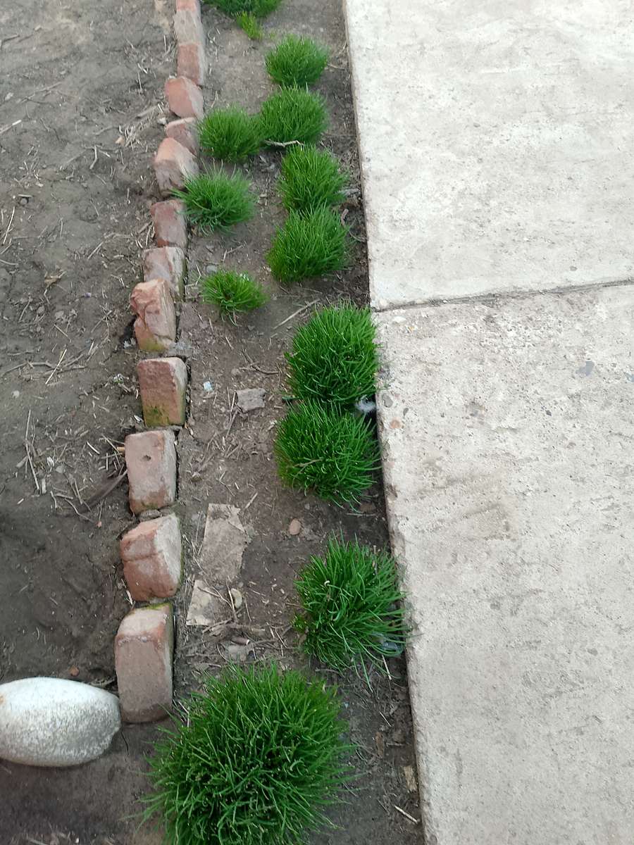 А это декоративный лук.