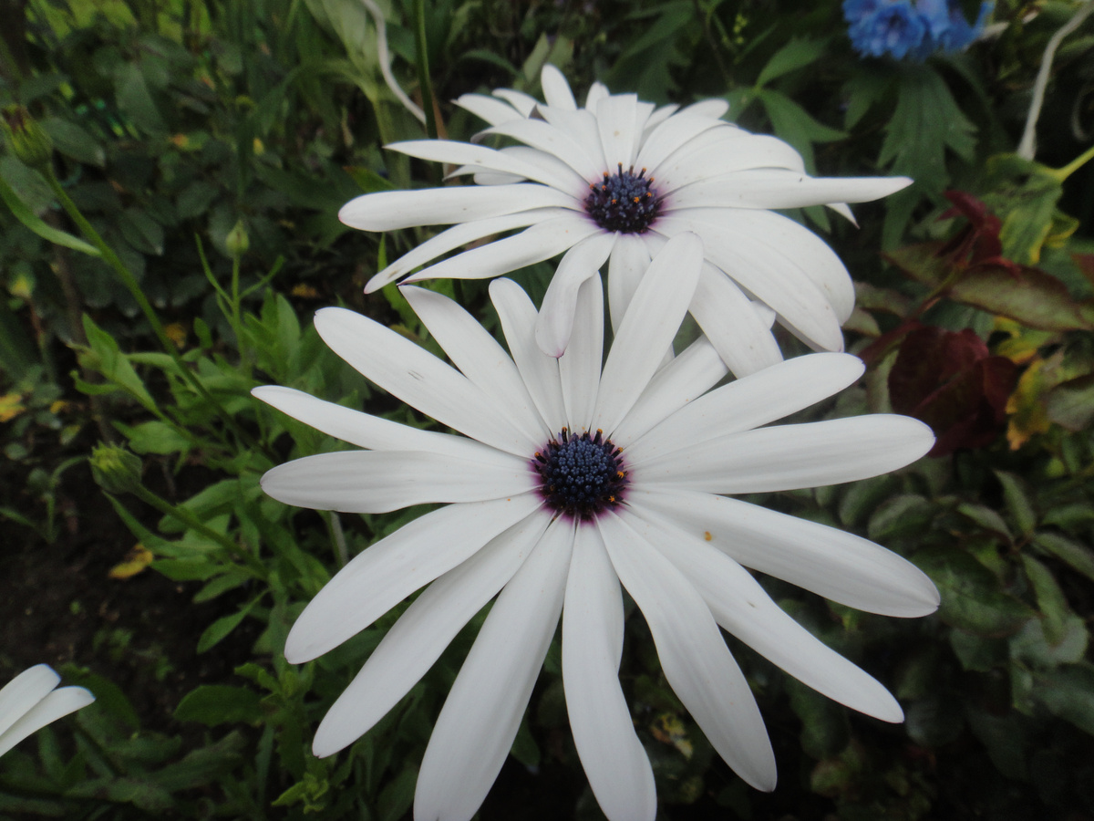 сорт"Прохлада"