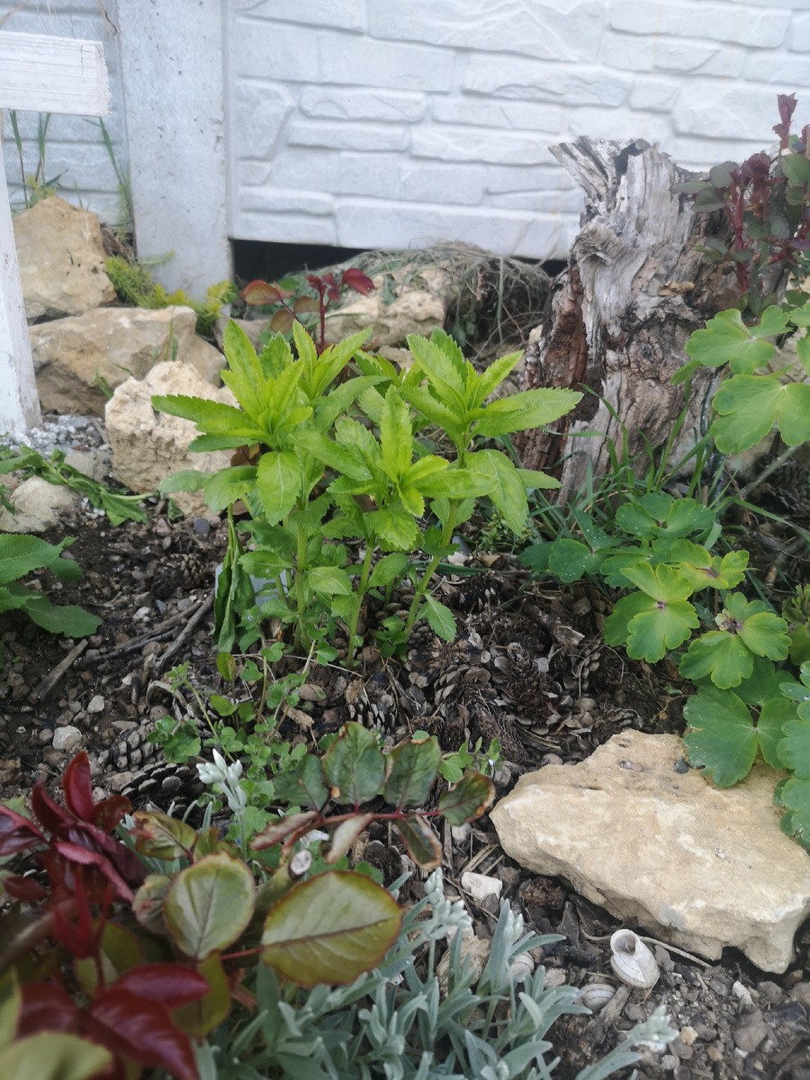 Кстати, из всех вероник этот куст самый лучший