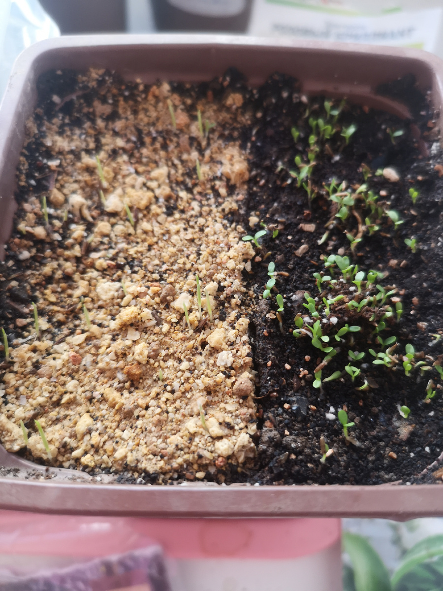 На тырсе виднеются ростки лемонграсса