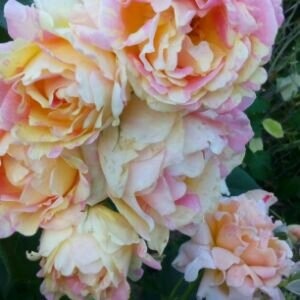 фото Ромашки