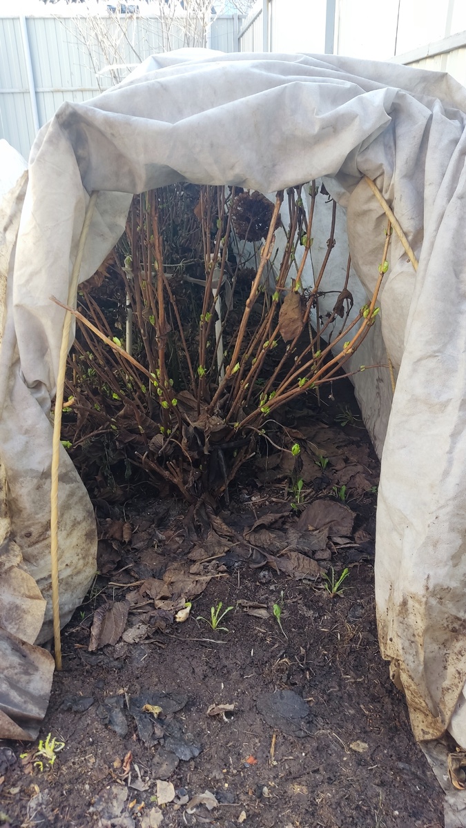 Укрываю я крупнолистку на зиму нетканым материалом 60 плотности в 2 слоя на пластиковых дугах.