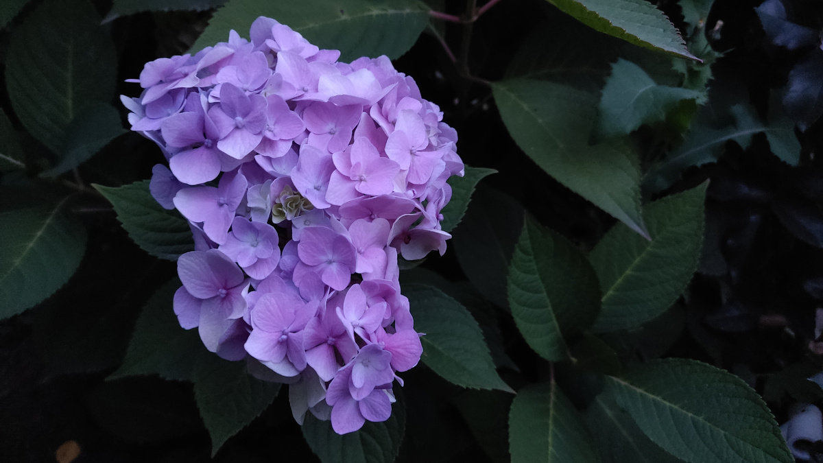 Забот с ней конечно много, в отличии от метельчатой и древовидной, но красивая она сказочно.