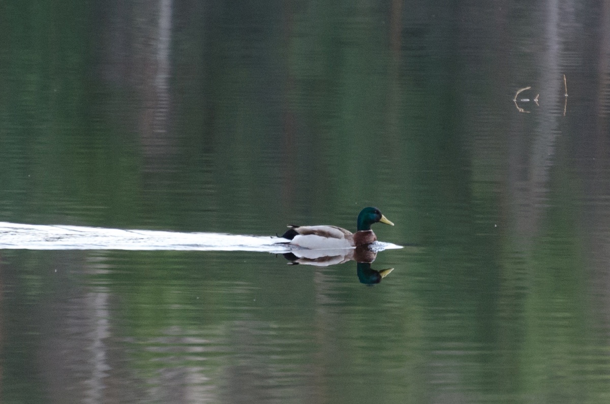 Уточки нашего пруда