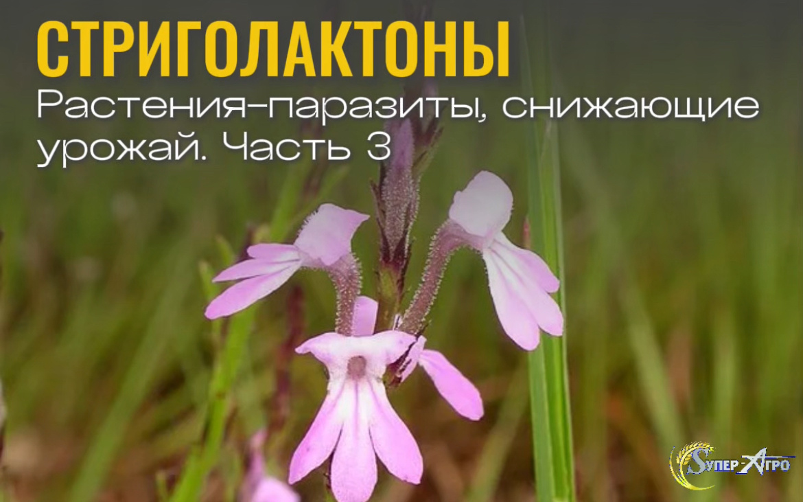 Растения паразиты