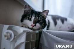     Есть несколько причин, по которым кот может начать метить территорию Владимир Андреев © URA.RU