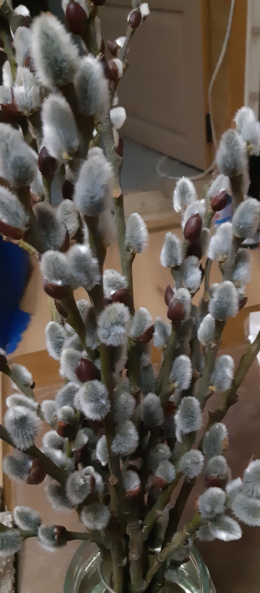 Вот такая у нас вербочка выросла)))