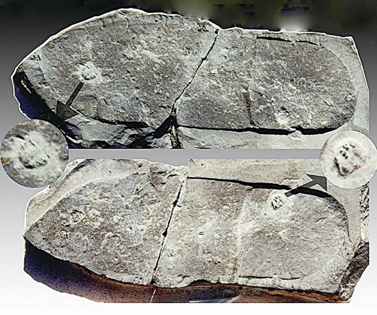 Похожи на отпечатки ботинок? (Фото: mir-znaniy.com).