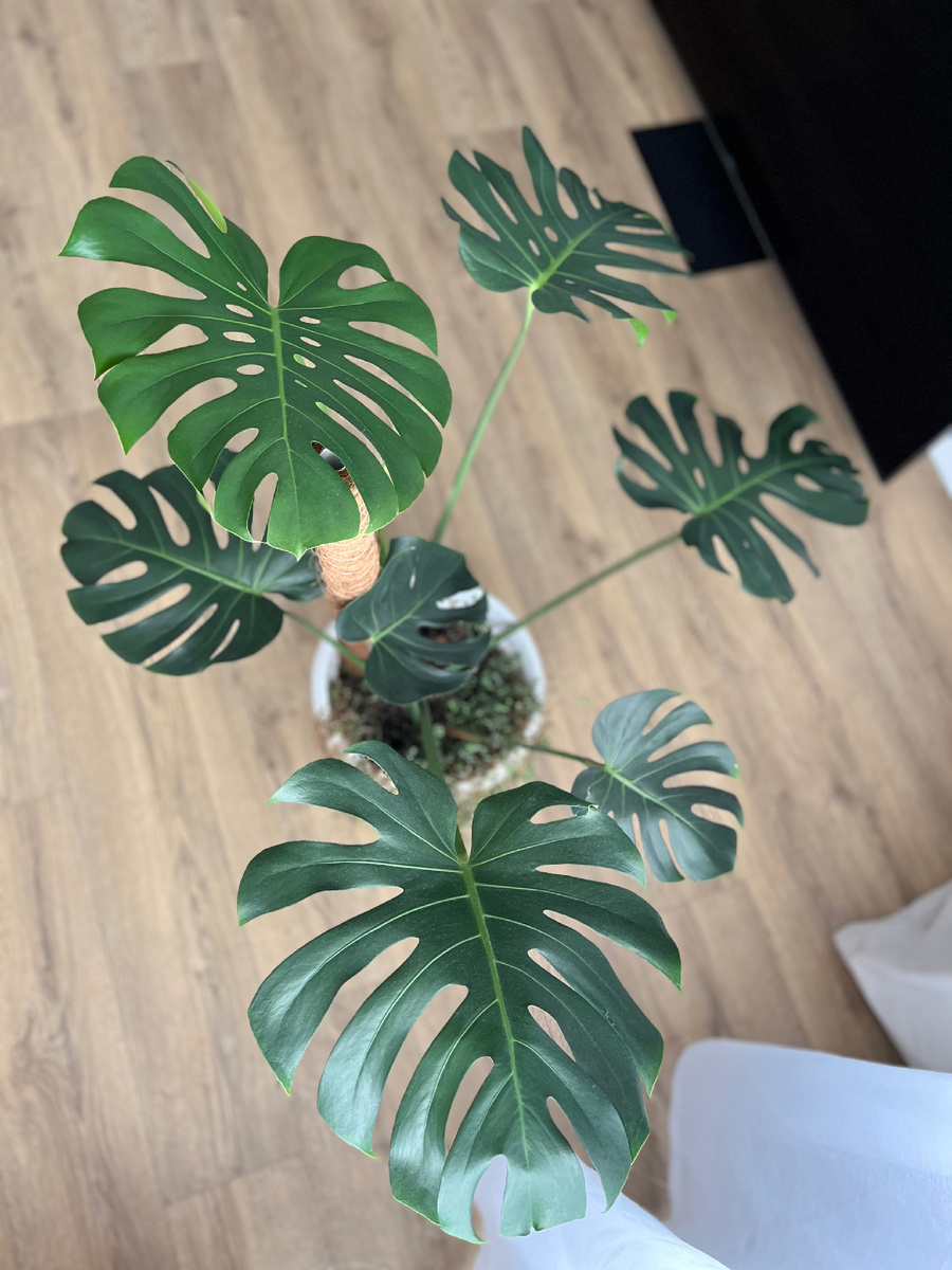 Здесь черенок уже подрос (фото раньше не нашла)