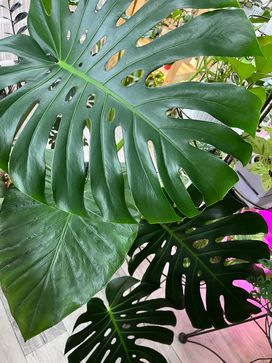 04.2024 растению 2 года 