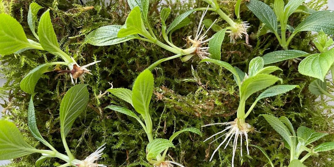 Черенкование метельчатых гортензий в живом мхе – показываю результаты