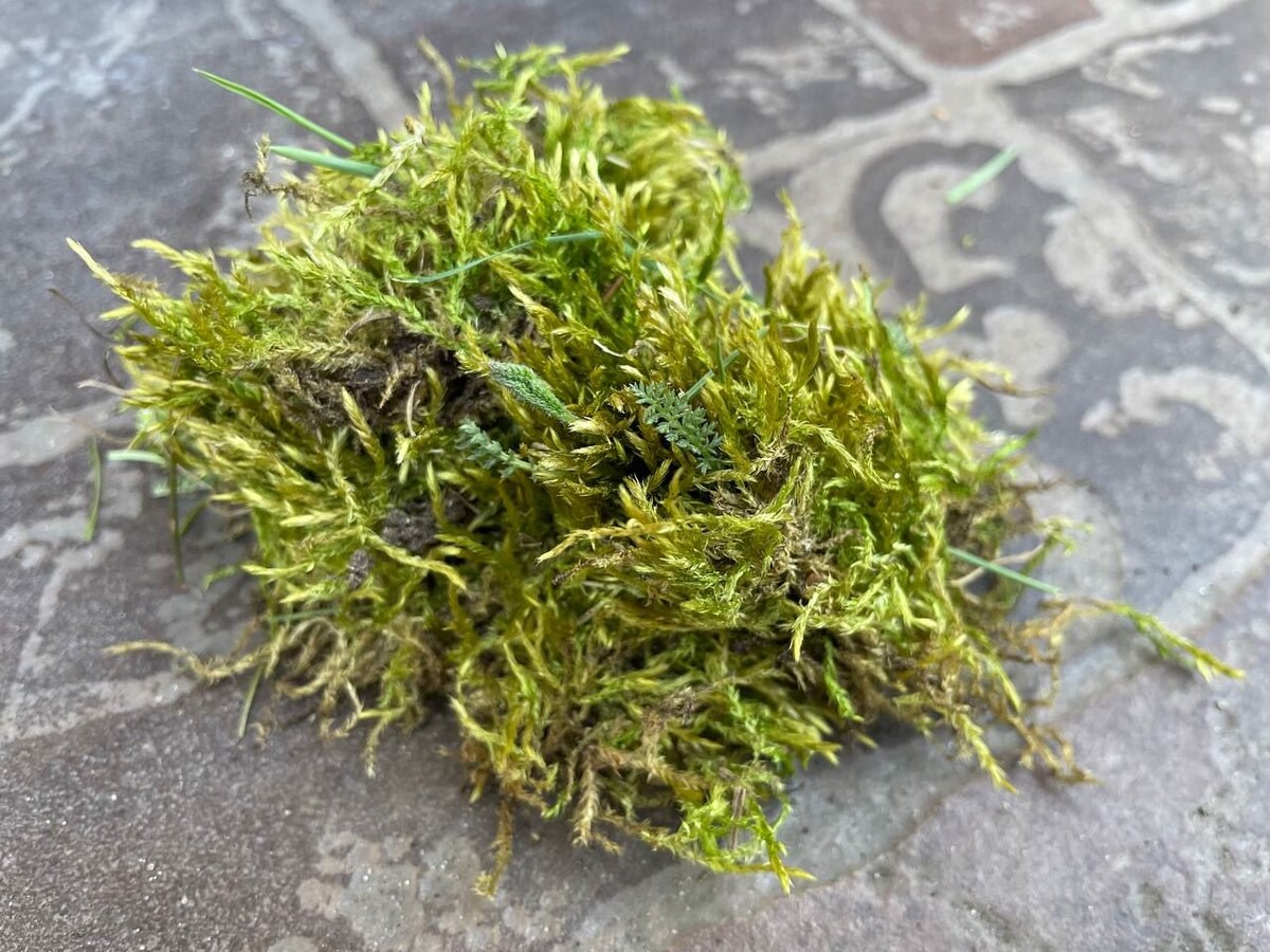 Мох брахитециум для укоренения гортензий. Фото автора