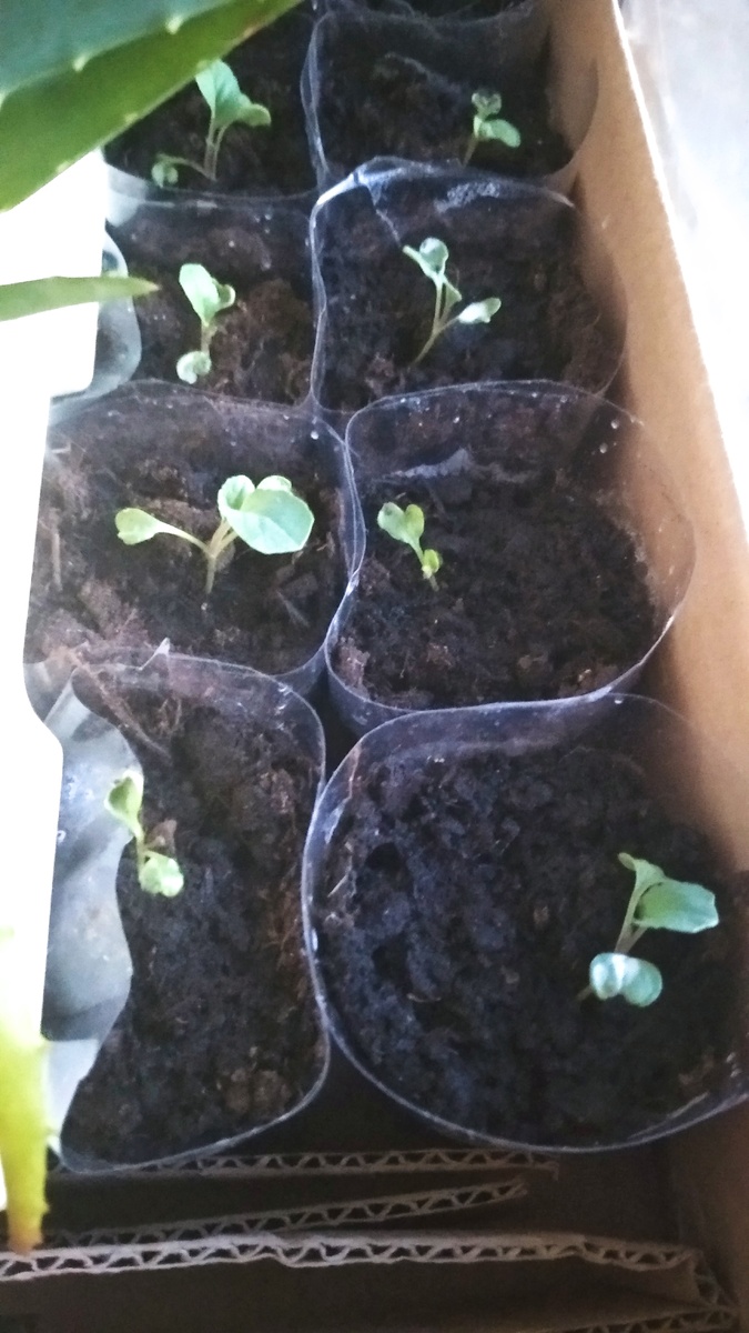 личное фото