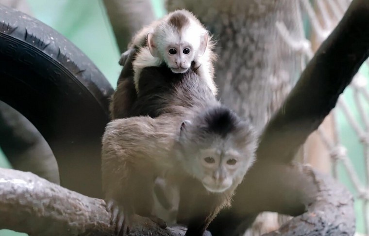    Агентство «Москва»