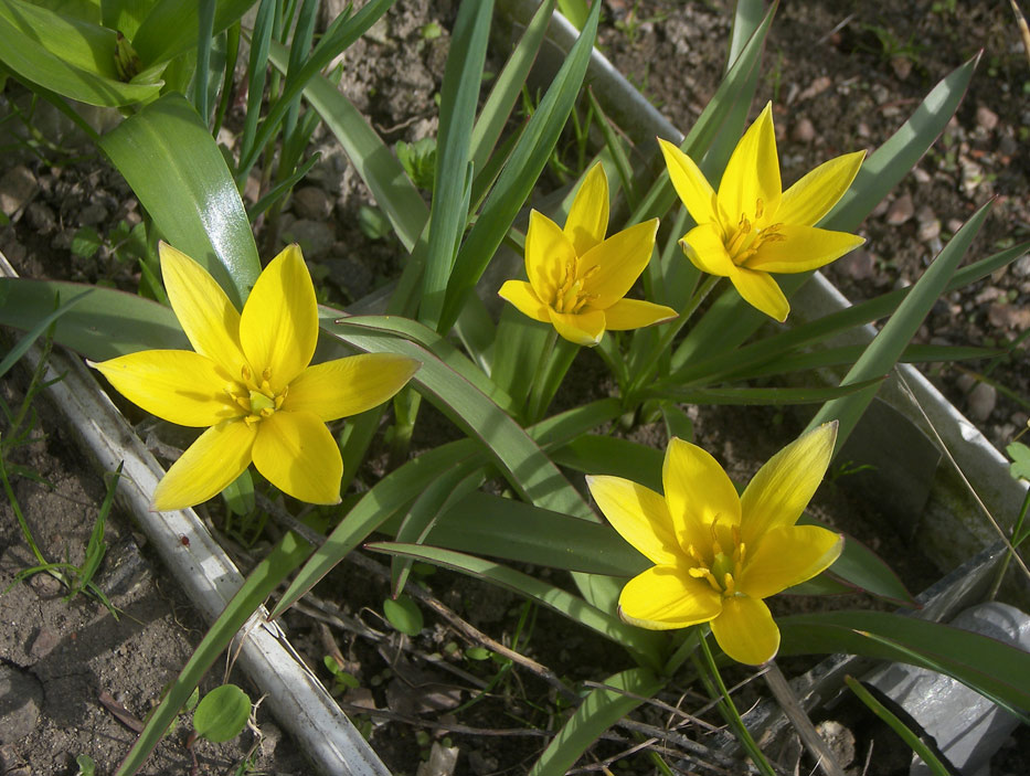 Тюльпан урумийский (Tulipa urumiensis)