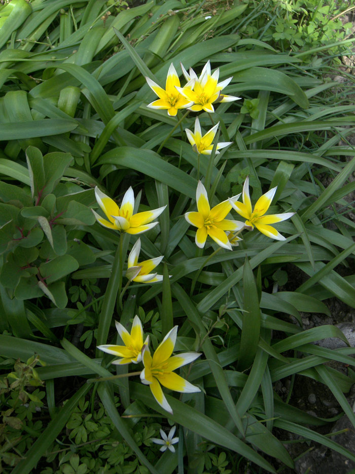 Тюльпан поздний (Tulipa tarda)