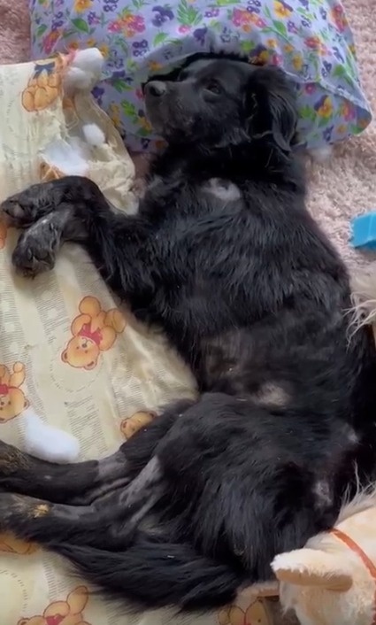 Дымок разорвал свой матрасик ((