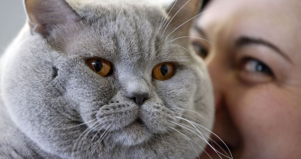 😺Британский кот в доме: плюсы и минусы (серьёзно и не очень)