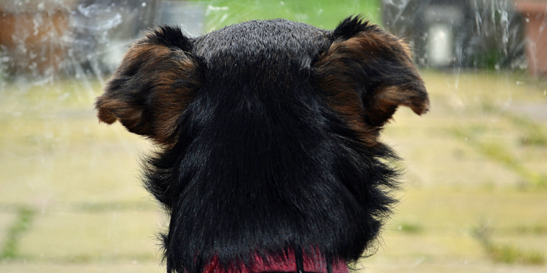 Почему любую собаку нельзя надолго оставлять в одиночестве