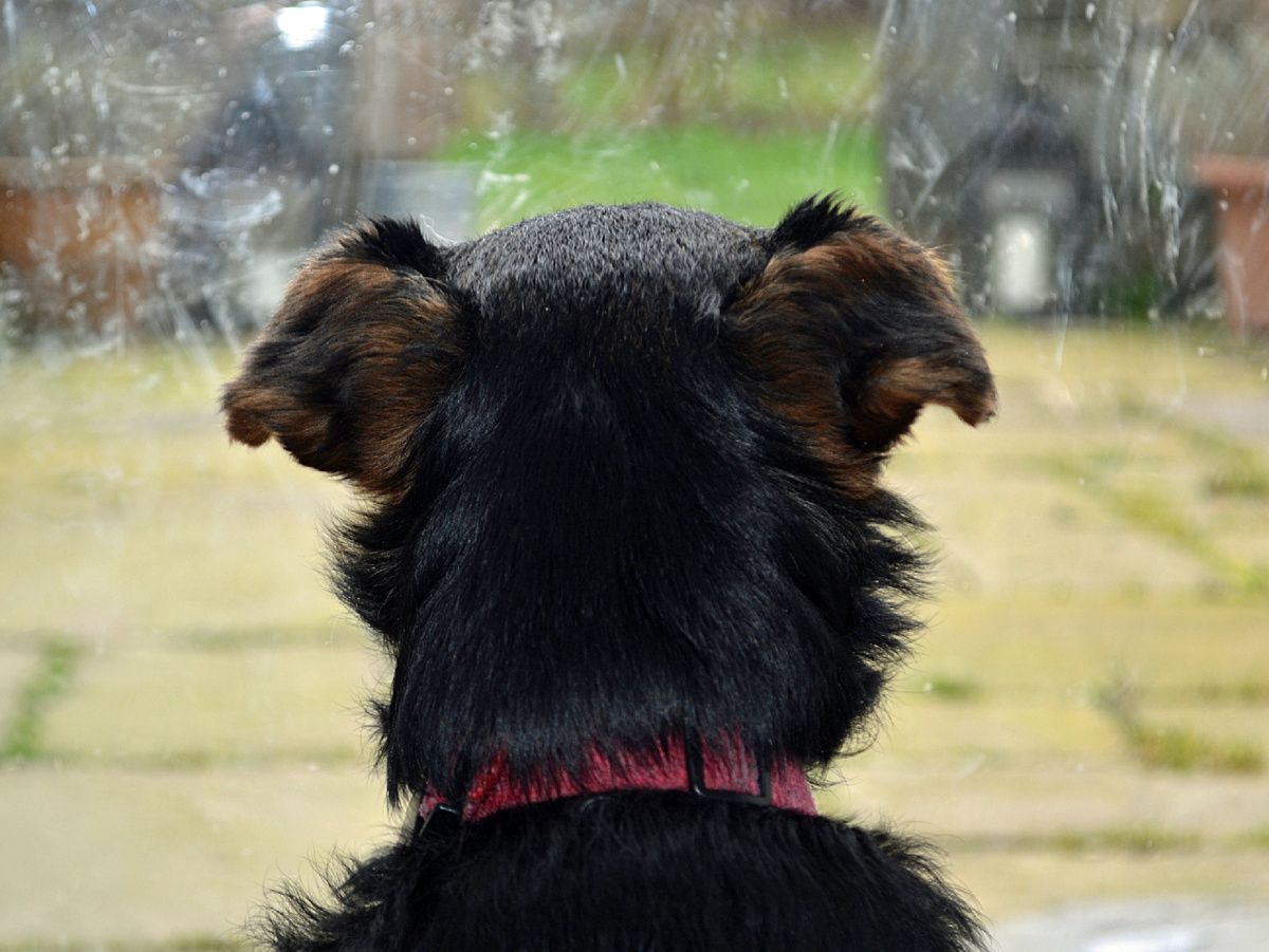 Абсолютное большинство хвостатых ориентировано на владельца. Поэтому даже непродолжительный уход заставляет собак беспокоиться. Фотография: conall, CC BY 2.0