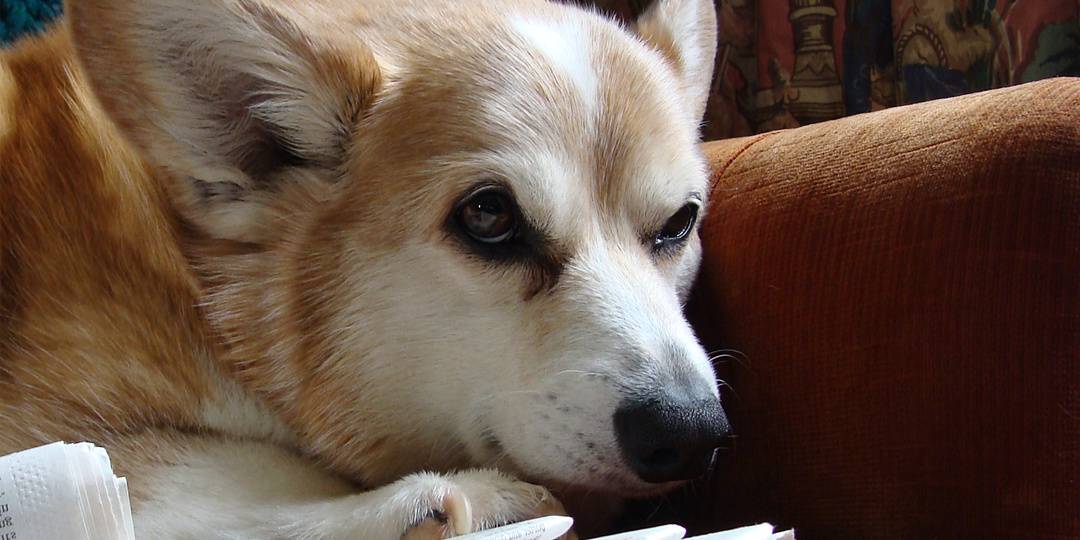 Почему любую собаку нельзя надолго оставлять в одиночестве