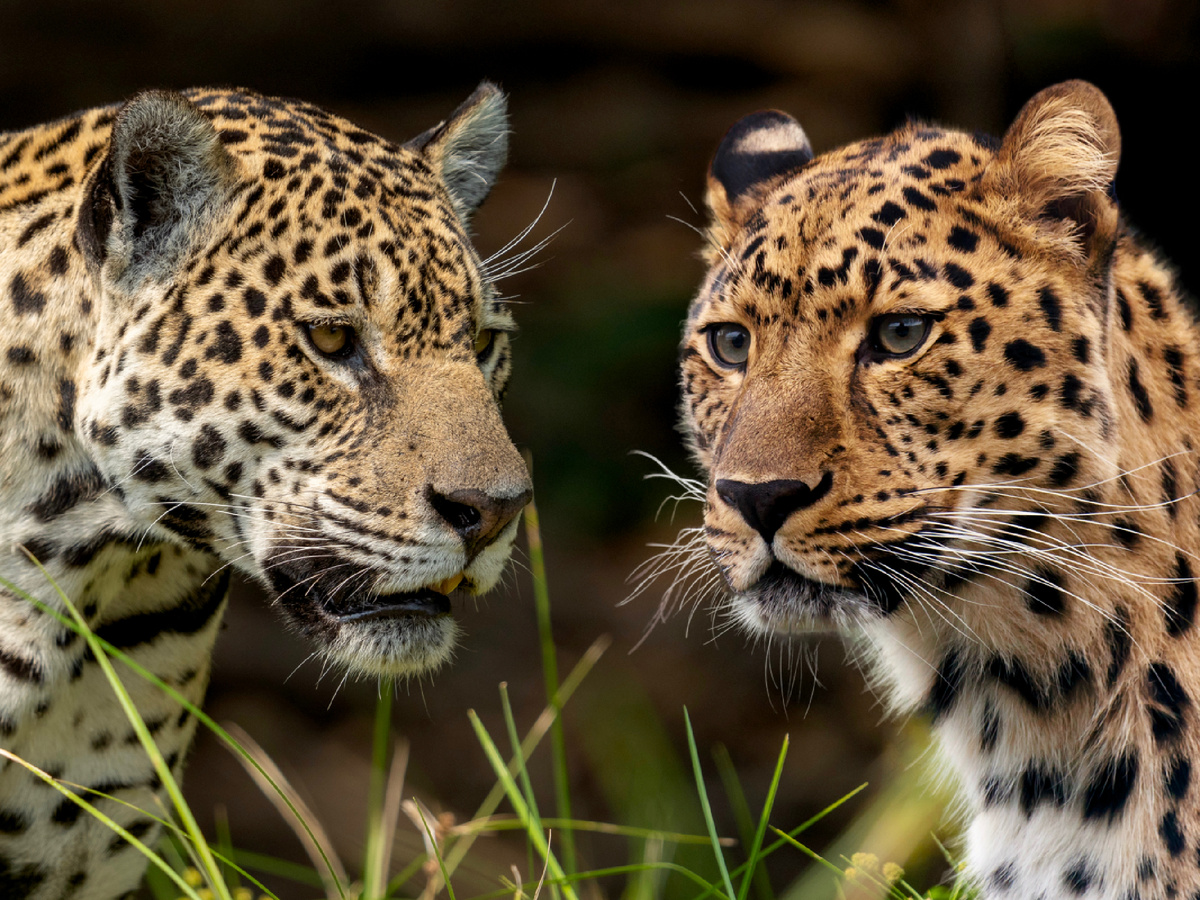 Фотографии: Kandukuru Nagarjun from Bangalore, India, CC BY 2.0 и Vera Kratochvil, CC0