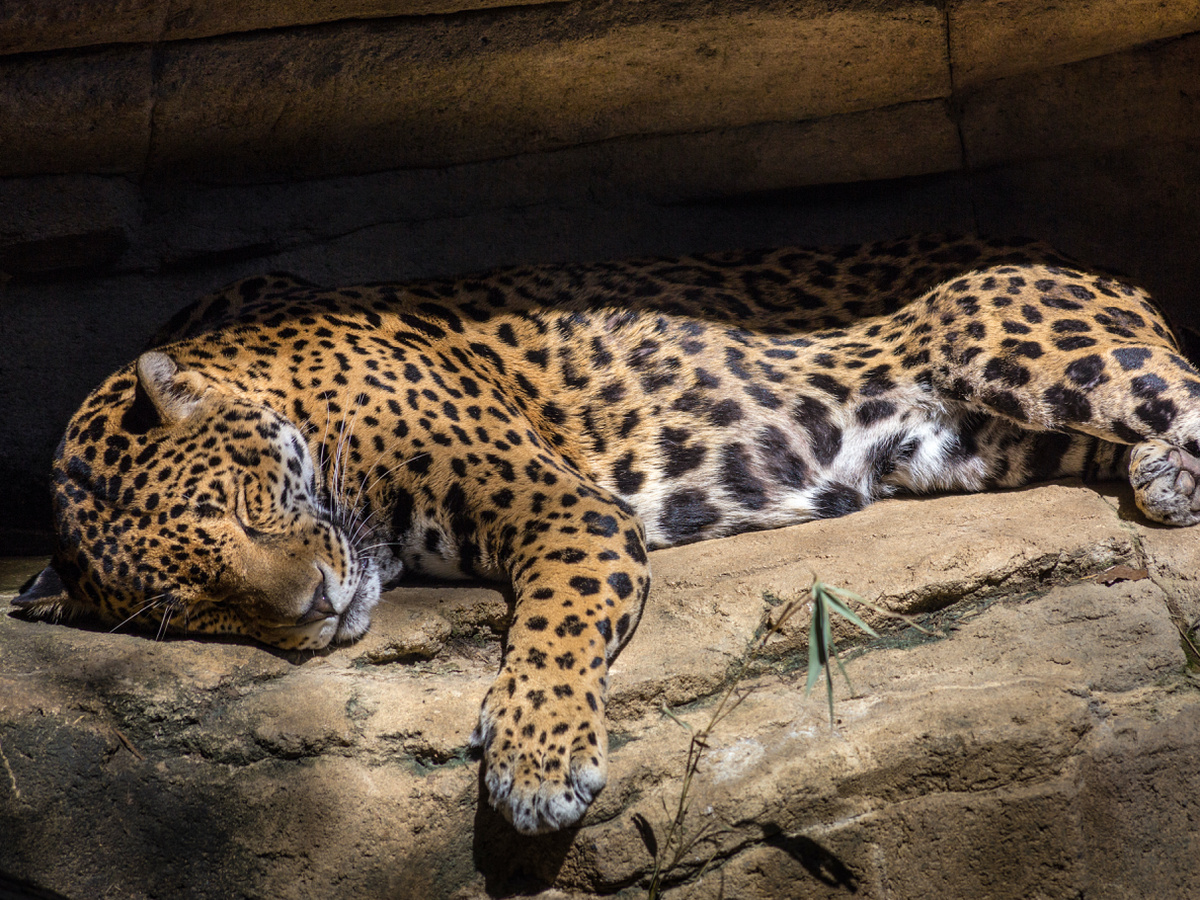 Ягуар. Фотография: Martinus Scriblerus, CC BY 2.0