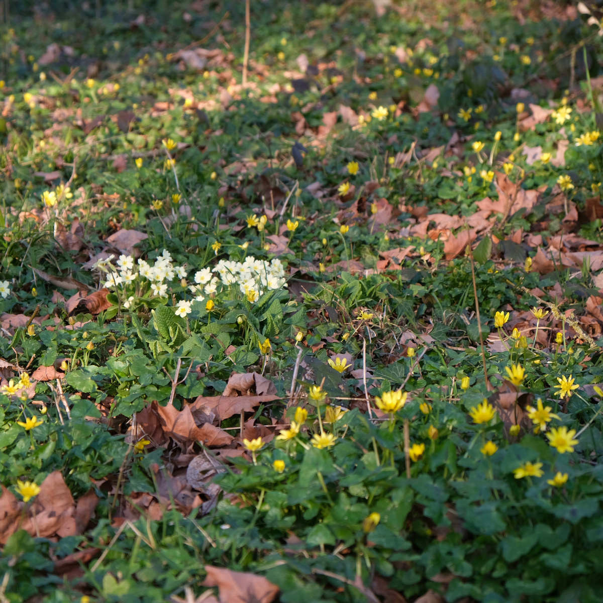 Примулы и чистяк в буковой роще у парка