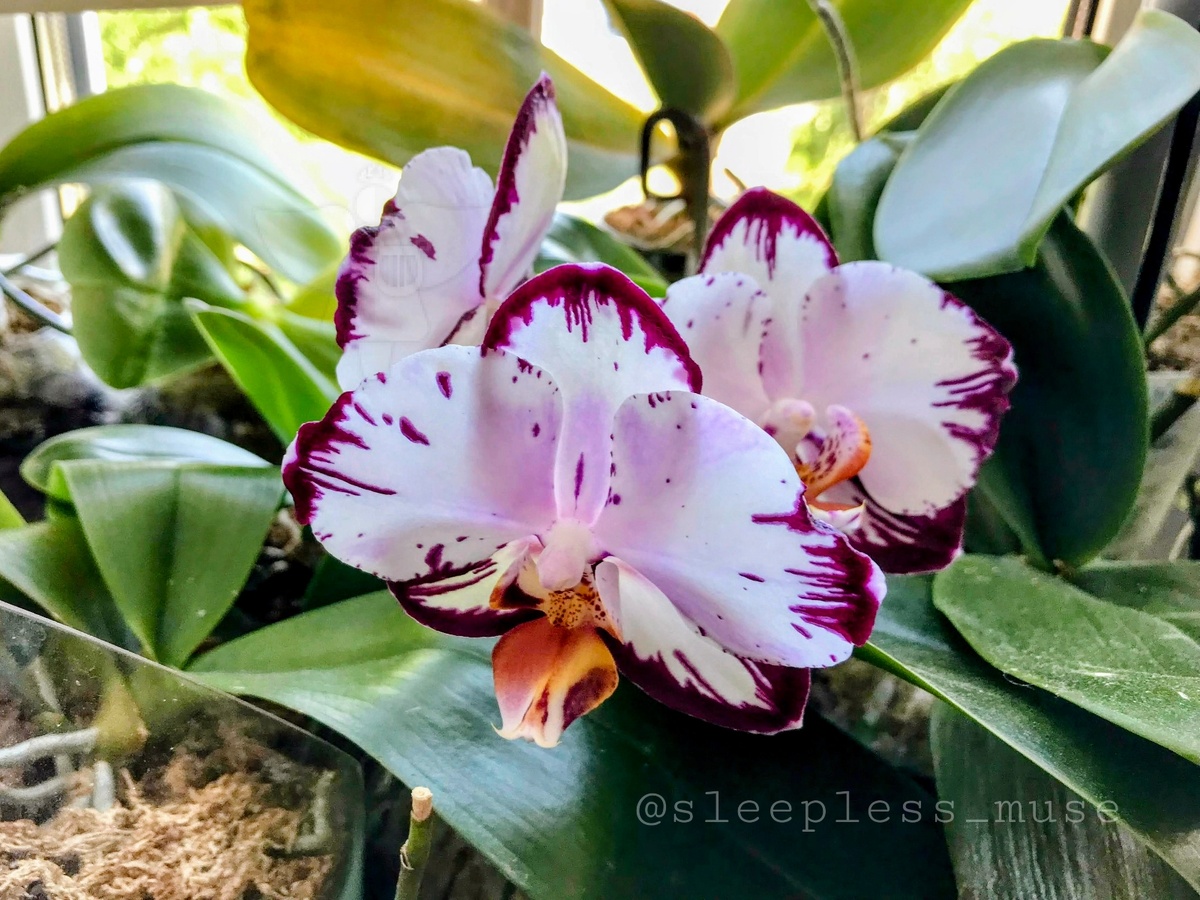 Phal. Ever Spring Prince