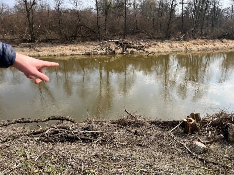 "Выглядит немного некрасиво" — В Польше землевладельцы пожаловались на массовую вырубку деревье на границе с Беларусью
