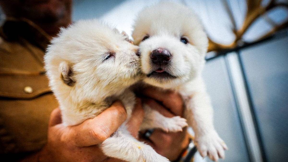   Двух щенков «ужасных волков» назвали Ромулом и Ремом в честь основателей Рима / Фото: Colossal Biosciences
