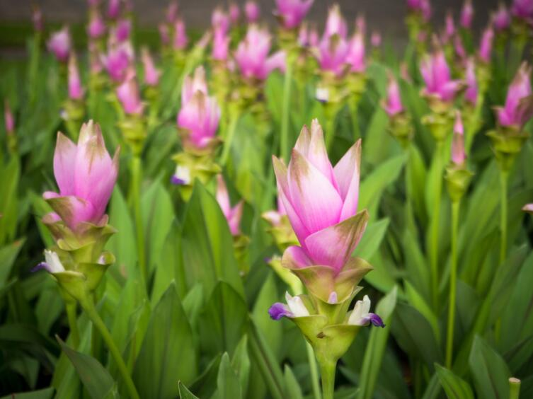 Curcuma alismatifolia — Сиамский тюльпан