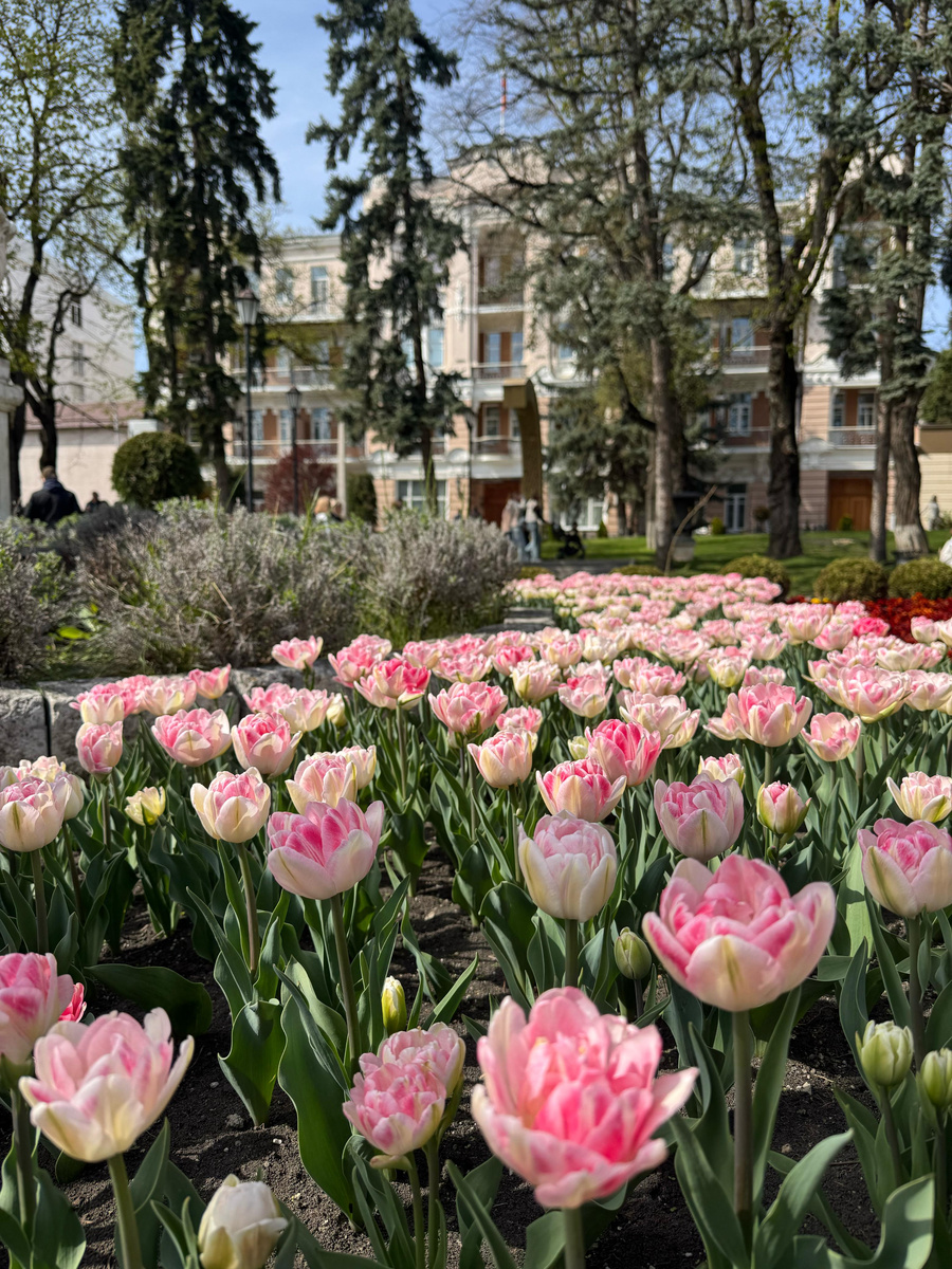 Вот такая красота у нас сейчас в парке Цветник в Пятигорске.