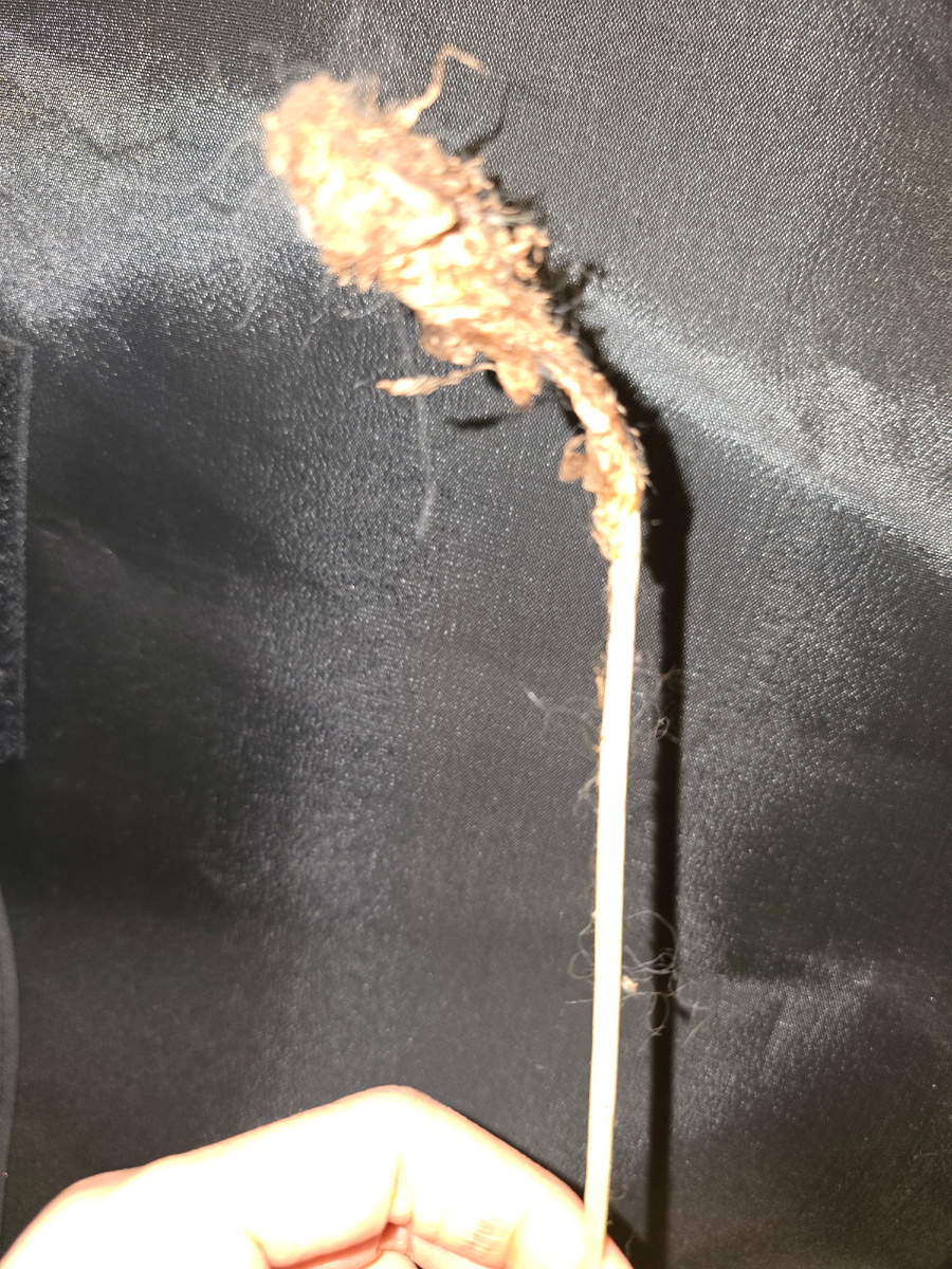 Корень папоротника мужского