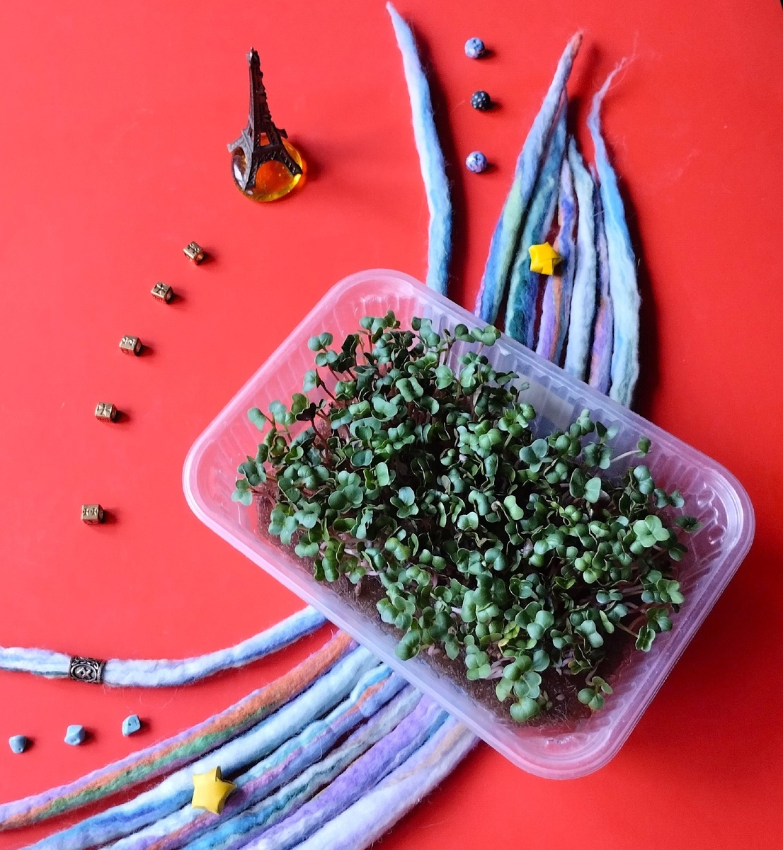 Редис "Французкий завтрак".