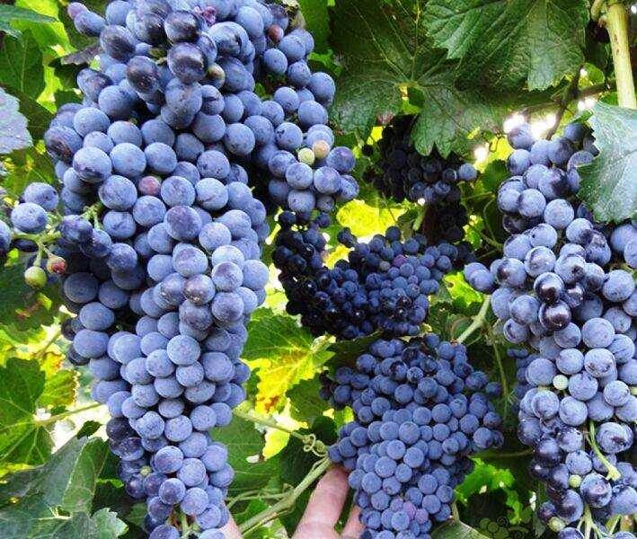 Сорт Каберне Совиньон