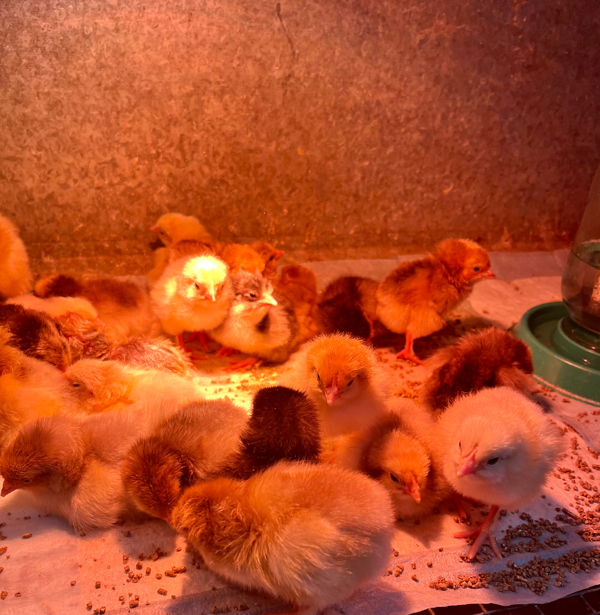 Им нет ещё и суток, а уже такие самостоятельные 