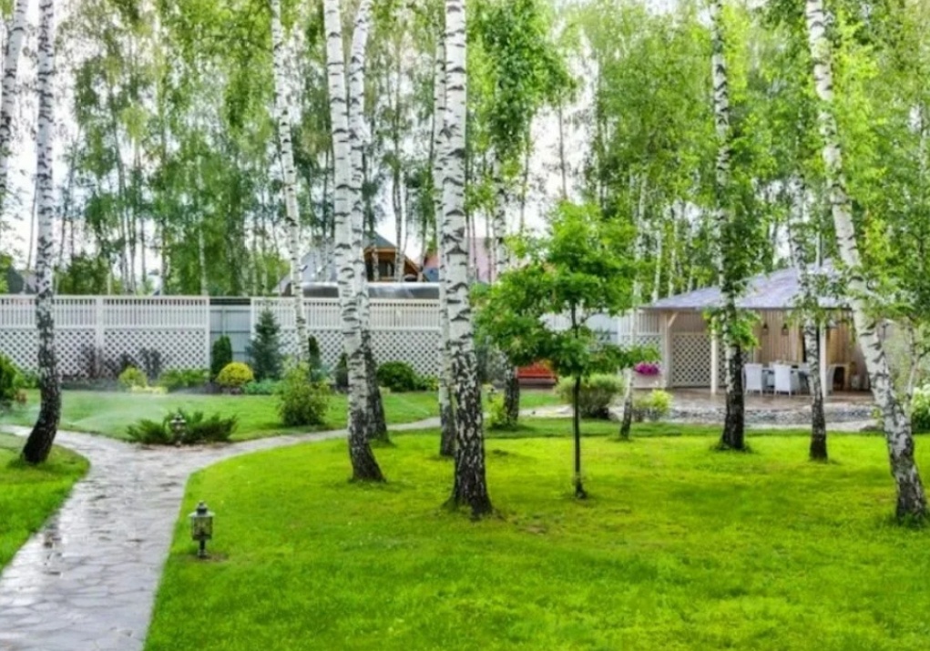 Березы в интерьере дачного участка