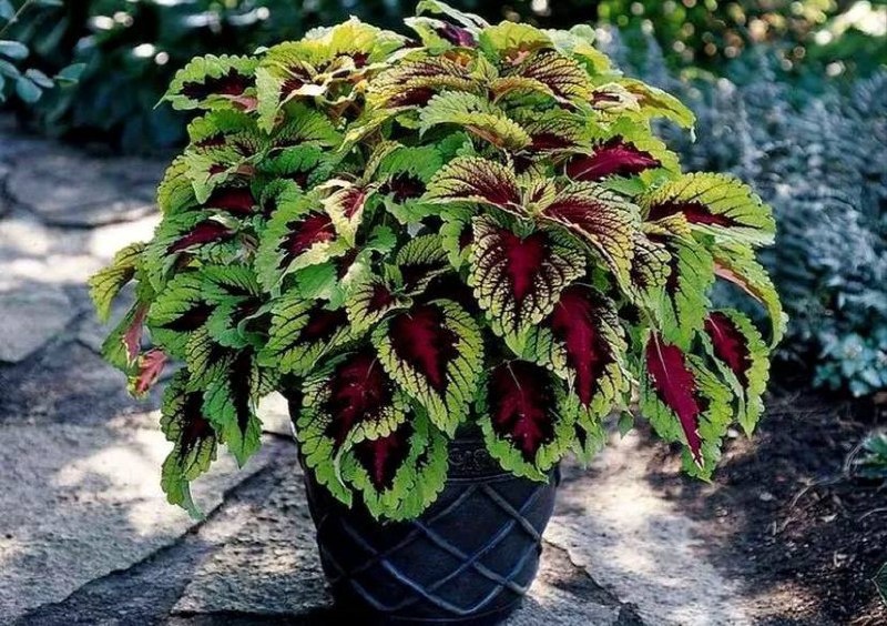 Фото из открытых источников