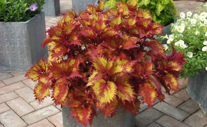 Фото из открытых источников