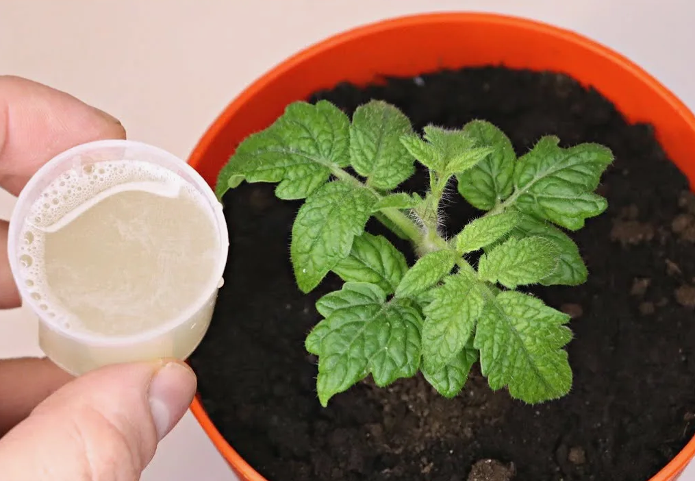 Подкормка рассады