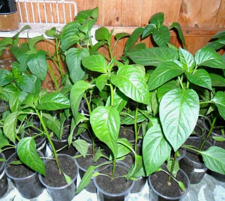 Рассада перца